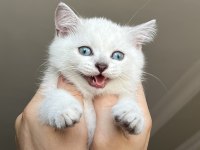ERKEK VE DİŞİ Scottish straight shorthair MÜKEMMEL GEN!