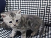 Yeni doğan scottish fold bebekler