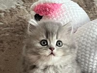 2 aylık british longhair yavrular