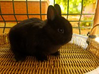 Hollanda mini lop ve Hollanda cüce tavşan