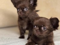 Çikolata WC eğitimli mini boy chihuahua