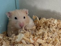 Hamster-Gonzales Yavrularımız Heryere Gönderim