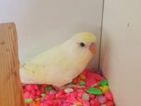 EFSANE RENK CREMİO ERKEK BEBEK MUHABBET KUŞU