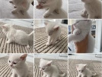 2 Aylık yavru british shorthair beyaz