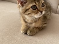 Saf scottish fold gold minnoşlar