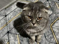 Scottish Fold Kedimizi Çiftleştirmek