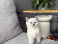 Brıtısh Shorthair Blue Point Yavrularım