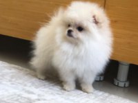 3 aylık dişi orijinal pomeranian boo