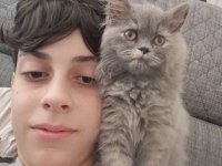 British longhair lilak prenses