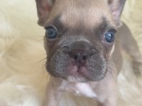 Exotic renk french bulldog yavrularım