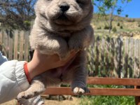 ÜST DÜZEY CHOW CHOW YAVRULARI