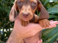 Çikolata ve çikolata Merle dachshund yavrular