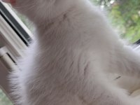 Scottish Fold Dişi Hemen Teslim