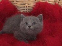 British Shorthair Minnoslarim