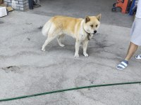Akita japon akıllı köpeği sadik ve savunmacı