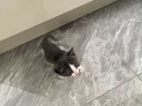 1,5 AYLIK YAVRU KEDİMİZ ACİL YUVA