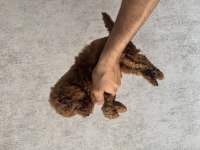 Kore (Teacup) Poodle 2 Aylık