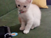 2 aylık british kedi Kuru mama yiyor tuvalet eğitimi var