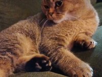 Scottish fold oğlumuza eş arıyoruz