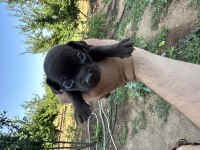 Chihuahua yavrularımız