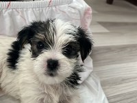 Orijinal morkie yavruları