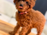 TEACUP DİŞİ TOY POODLE