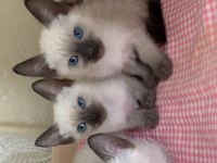 3 Aylık Kırık Kuyruk Siyam Kedisi