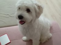 Eğitimli oyuncu maltese