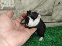 Tatlı Guinea Pig Yavruları İstanbul