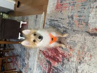 Yavru spitz