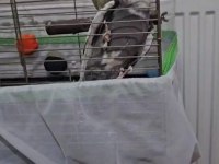 Garantili takım sağlam sultan papağanı