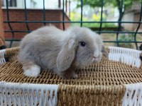 Hollanda teddy lop tavşan yavrular