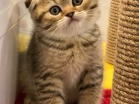 A++ kalite Golden Tabby Scottish Fold yavrular