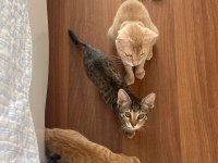 Ev kedisi sütten yeni kesildi yavrularımız