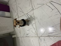 Köpeğimize uygun iyi bir aile arıyoruz uyguna verilecektir