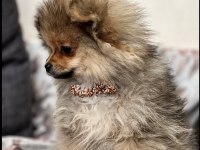 bebek yavrumuz pomeranian boo