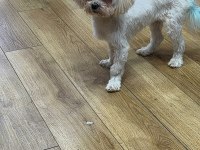 Kore maltese