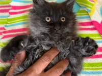 Güzel Maine coon bebekler