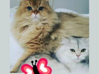 British longhair ve scottish fold longhair