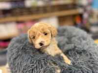 Orj. Babyface Maltipoo Bebeklerimiz