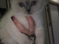 Blue point 50 günlük scottish fold