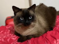 3 adet minik ragdoll yavru
