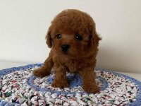 Toy Poodle Kore Kan Yavrular