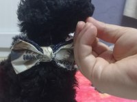 Siyah inci poodle oğlumuz yeni yuvasını arıyor