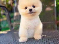 Orjinal Pomeranian Boo yavrumuz 