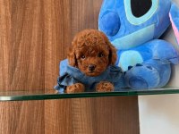 Show kalite toy poodle yavruları