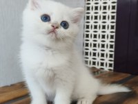British shorthair ny12 33 erkek
