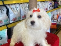 Maltese terrier yavrular