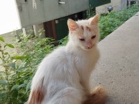 Pamuk Dişi Kedimize Yuva Arıyoruz