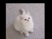 BRİTİSH LONGHAİR LYNX POİNT YAVRULAR